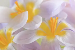 Seabeck: USA, Washington State, Seabeck. Close-up of crocus blooms