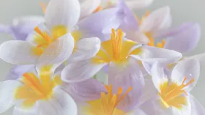 Seabeck: USA, Washington State, Seabeck. Close-up of crocus blooms