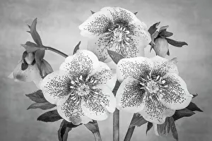 Jaynes Gallery: USA, Washington State, Seabeck. Black and white close-up of