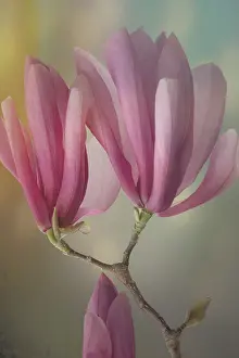 Jaynes Gallery: USA, Washington State, Seabeck. Close-up of tulip magnolia