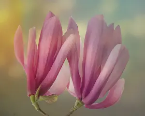 Jaynes Gallery: USA, Washington State, Seabeck. Close-up of tulip magnolia