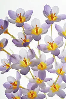 Jaynes Gallery: USA, Washington State, Seabeck. Close-up of crocus blooms