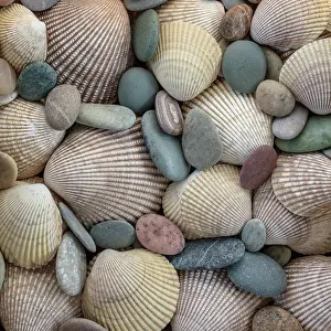Shell: USA, Washington State, Seabeck. Close-up of cockle shells