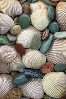 Shell: USA, Washington State, Seabeck. Close-up of cockle shells