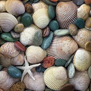 Shell: USA, Washington State, Seabeck. Close-up of cockle shells