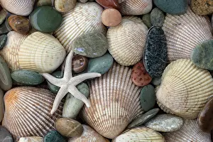 Shell: USA, Washington State, Seabeck. Close-up of cockle shells