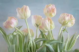 Jaynes Gallery: USA, Washington State, Seabeck. Close-up of tulip flowers