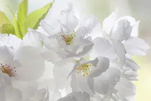 Jaynes Gallery: USA, Washington State, Seabeck. Fuji cherry blossoms