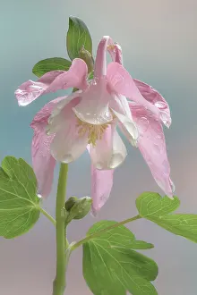 Jaynes Gallery: USA, Washington State, Seabeck. Dew-covered columbine flower
