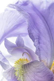 Jaynes Gallery: USA, Washington State, Seabeck. Close-up of purple iris