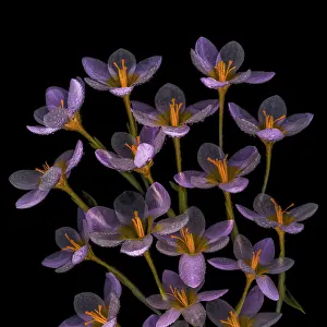 Jaynes Gallery: USA, Washington State, Seabeck. Close-up of crocus blooms