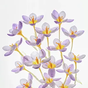 Jaynes Gallery: USA, Washington State, Seabeck. Close-up of crocus blooms