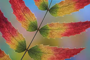 Jaynes Gallery: USA, Washington State, Seabeck. Close-up of backlit Oregon