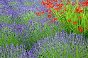 Jaynes Gallery: USA, Washington State, Seabeck. Lavender garden. ic Don