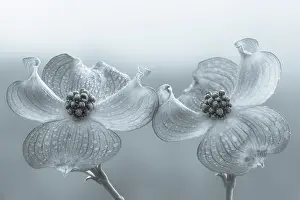 Jaynes Gallery: USA, Washington State, Seabeck. Dogwood blossoms. ic Don