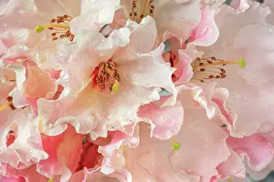 Jaynes Gallery: USA, Washington State, Seabeck. Rhododendron blossoms in the