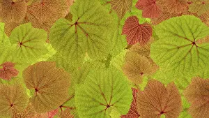 Jaynes Gallery: USA, Washington State, Seabeck. Grape leaves close-up. ic Do