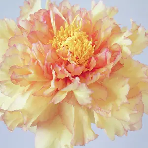 Jaynes Gallery: USA, Washington State, Seabeck. Tree peony blossom close-up