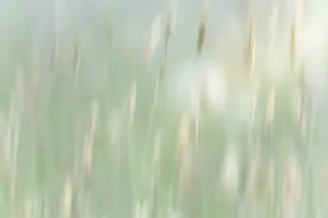 Jaynes Gallery: USA, Washington State, Seabeck. Abstract of grass in summer