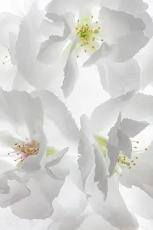 Jaynes Gallery: USA, Washington State, Seabeck. Fuji cherry blossoms