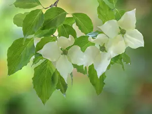 Jaynes Gallery: USA, Washington State, Seabeck. Kousa dogwood foliage and