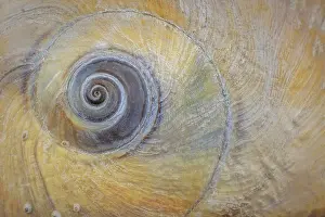 Shell: USA, Washington State, Seabeck. Moon snail shell close-up
