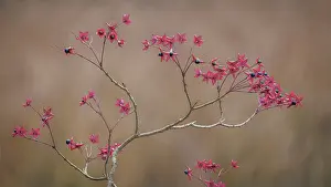 Danita Delimont: USA, Washington State, Seabeck. Harlequin glorybower