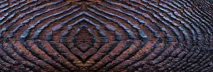 Grain: USA, Washington State, Seabeck. Panoramic of grain pattern