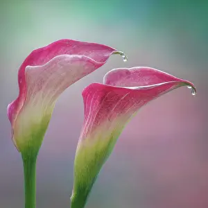 Danita Delimont: USA, Washington State, Seabeck. Close-up of calla lilies