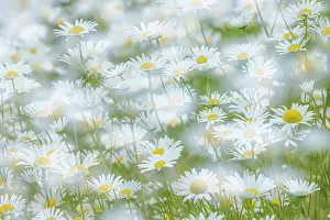 Danita Delimont: USA, Washington State, Seabeck. Multiple exposure of daisy