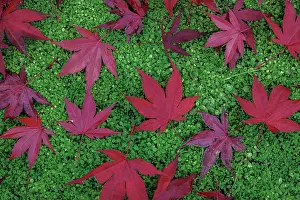 Danita Delimont: USA, Washington State, Seabeck. Fallen red Japanese maple
