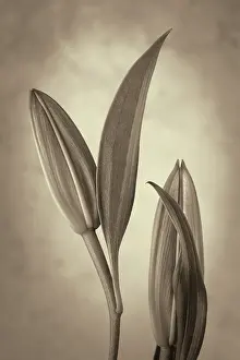 Seabeck: USA, Washington State, Seabeck. Black and white sepia of