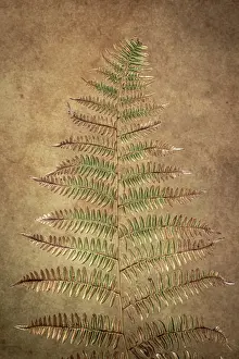 Amber: USA, Washington State, Seabeck. Close-up of bracken