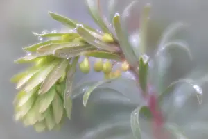 Jaynes Gallery: USA, Washington State, Seabeck. Close-up of buds of