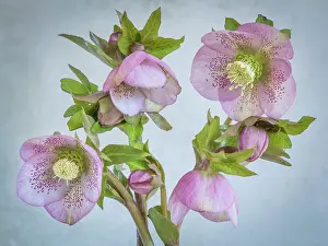 Seabeck: USA, Washington State, Seabeck. Close-up of hellebore