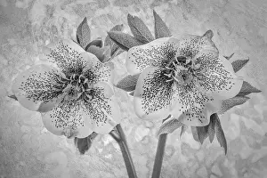 Jaynes Gallery: USA, Washington State, Seabeck. Close-up of hellebore