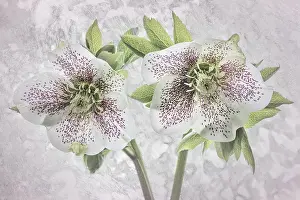 Jaynes Gallery: USA, Washington State, Seabeck. Close-up of hellebore