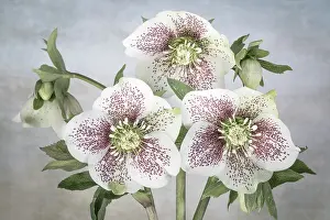 Jaynes Gallery: USA, Washington State, Seabeck. Close-up of hellebore