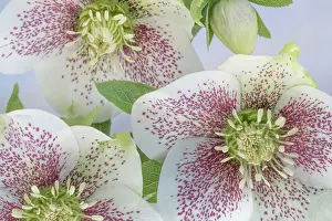 Jaynes Gallery: USA, Washington State, Seabeck. Close-up of hellebore