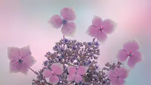 Jaynes Gallery: USA, Washington State, Seabeck. Close-up of hydrangea