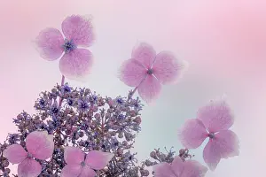 Jaynes Gallery: USA, Washington State, Seabeck. Close-up of hydrangea