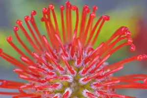 Seabeck: USA, Washington State, Seabeck. Close-up of nodding