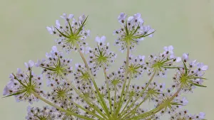Queen: USA, Washington State, Seabeck. Close-up of Queen
