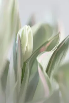 Jaynes Gallery: USA, Washington State, Seabeck. Close-up of tulip in bud