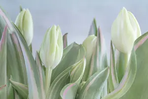 Jaynes Gallery: USA, Washington State, Seabeck. Close-up of tulip in bud