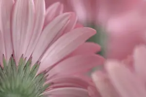 Daisy: USA, Washington State, Seabeck. Close-up of underside of
