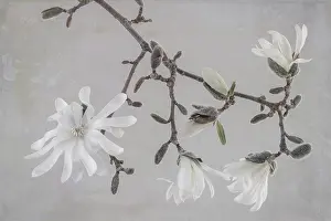 Feminine: USA, Washington State, Seabeck. Close-up of white