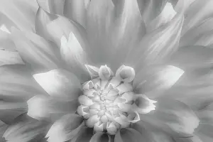 Washington: USA, Washington State, Seabeck. Dahlia close-up