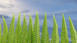Frond: USA, Washington State, Seabeck. Fern forest against sky
