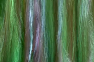 Cove: USA, Washington State, Seabeck. Forest fantasy in